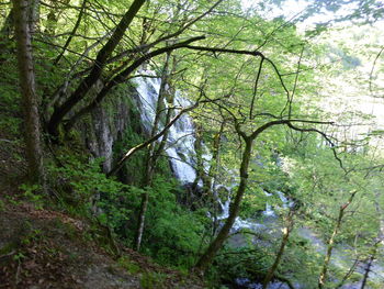 Trees in forest