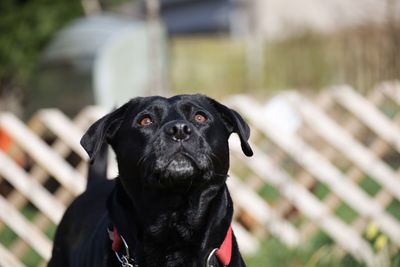 Close-up portrait of black dog