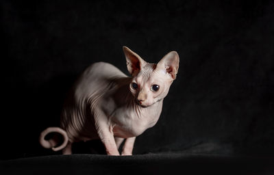 Close-up of dog against black background