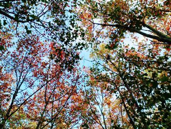 Low angle view of tree against sky