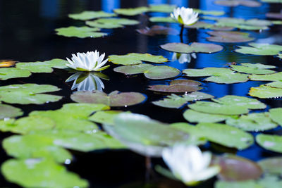 water lily