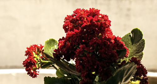 Close-up of red flowers