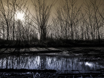 Reflection of bare trees in lake