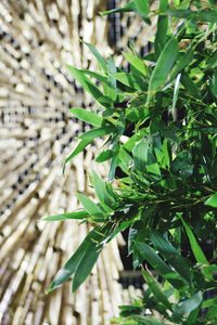 Close-up of plant