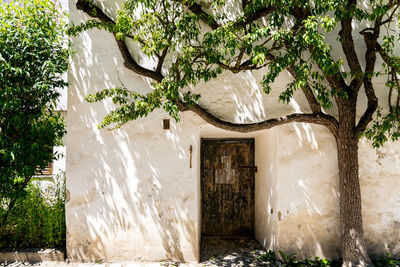 Trees and plants growing outside house in forest