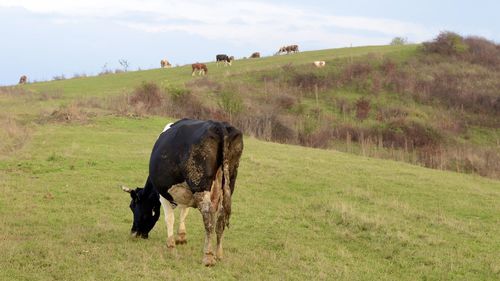 Cow grazing in a field