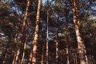 Low angle view of trees in forest