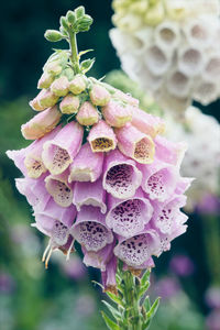 Close-up of pink flowering plant