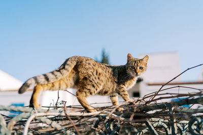 Close-up of cat against clear sky