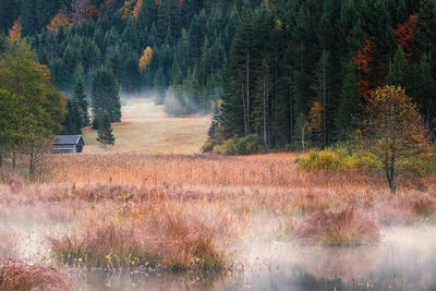 View of pine trees in forest during autumn