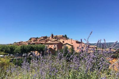 View of flowering plants by buildings against clear blue sky