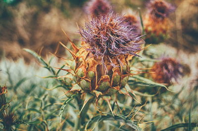 Close-up of thistle