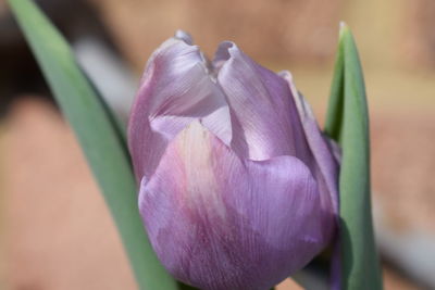 Close-up of lotus blooming outdoors