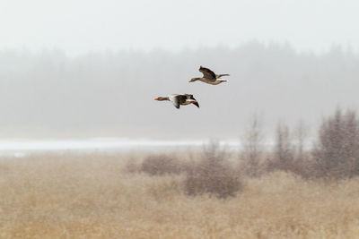 Birds flying over field against sky