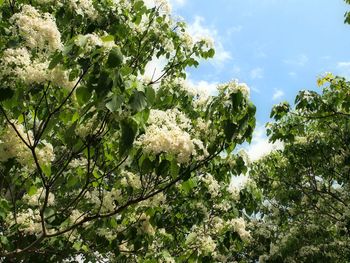 Low angle view of white flowering trees