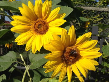 Close-up of bee on sunflower blooming in field