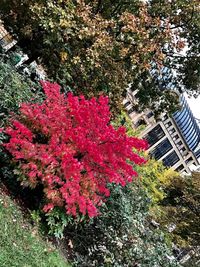 Full frame shot of multi colored leaves