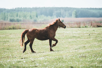 Side view of horse on field