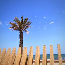 Palm trees on beach against blue sky