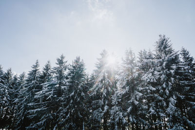 Tree against sky during winter