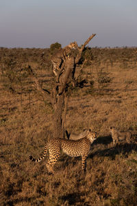 Cheetahs on field in forest