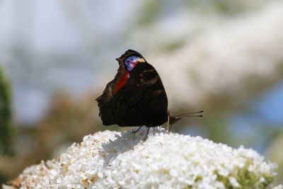 Close-up of butterfly perching on flower