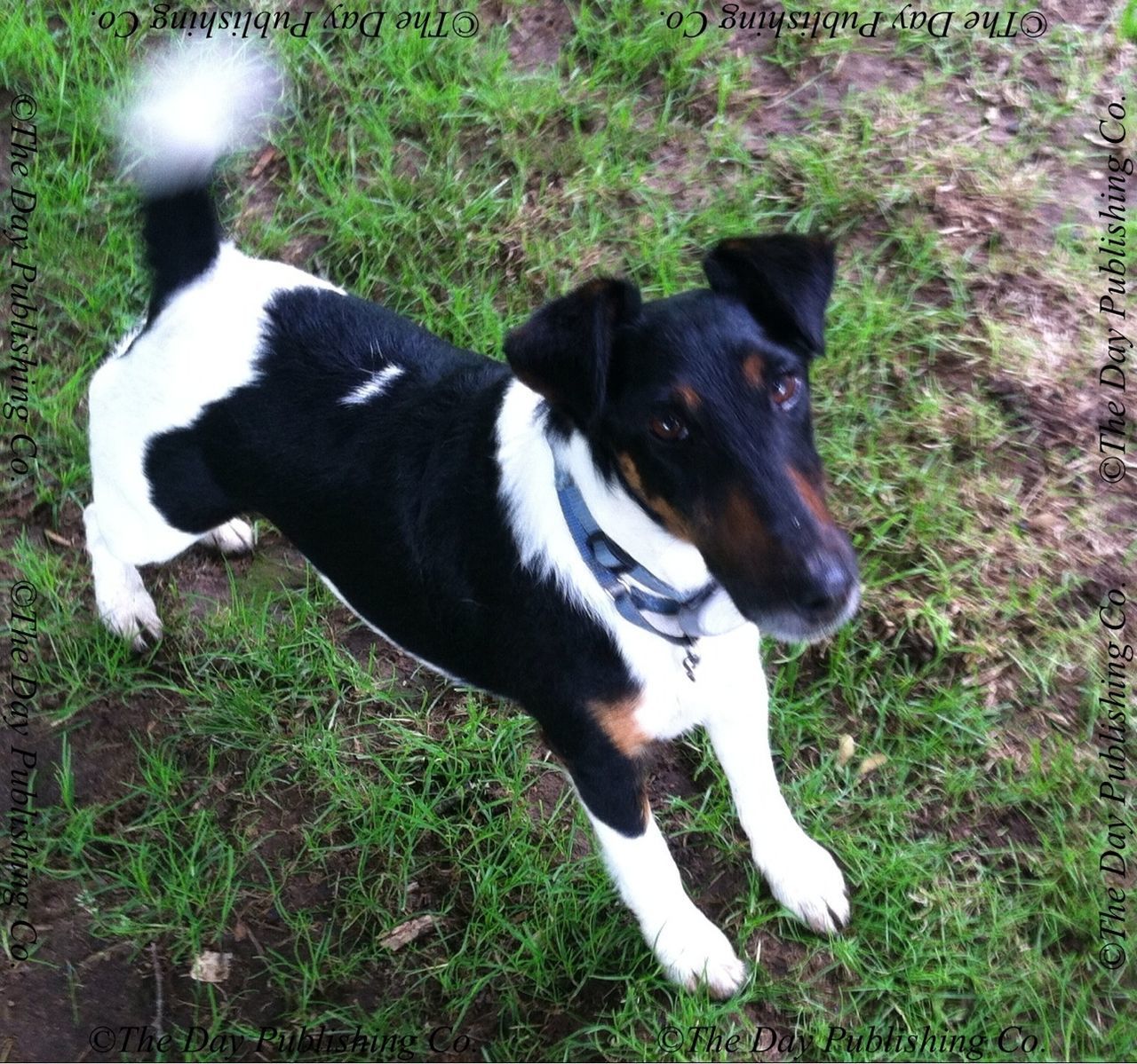 pets, domestic animals, mammal, animal themes, dog, one animal, grass, black color, field, grassy, pet collar, portrait, looking at camera, high angle view, relaxation, two animals, sitting, day, outdoors, sticking out tongue