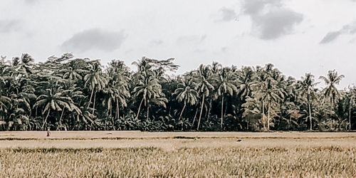 Crops growing on field against sky