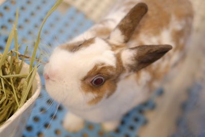 High angle view of dog