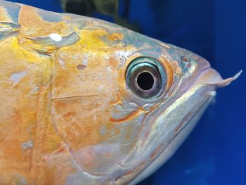 Close-up of fish swimming in sea