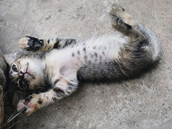 High angle view of cat resting