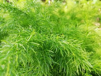 Full frame shot of pine tree