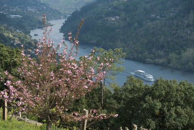 High angle view of flowering plants by river