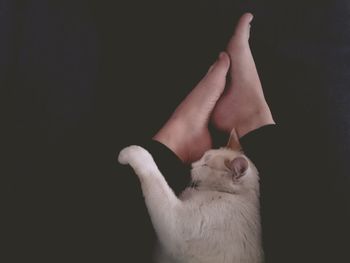 Directly above shot of cat sleeping amidst woman legs against black background