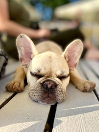 Close-up of a dog sleeping