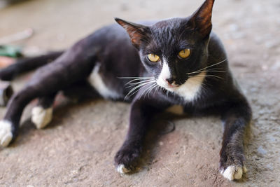 Close-up of a cat looking away