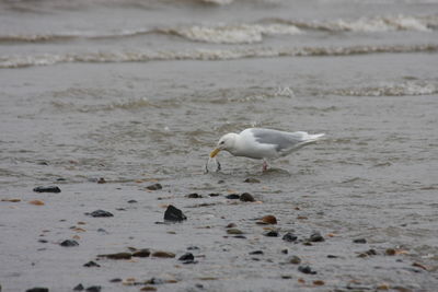 Seagulls on beach