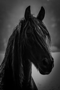 Close-up of a horse