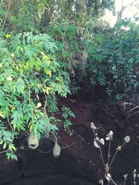 Plants and trees in park