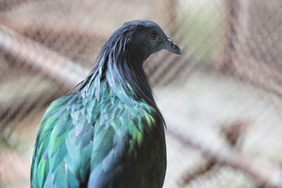 Close-up of a bird