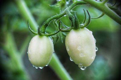 Close-up of wet plant