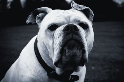 Close-up portrait of dog