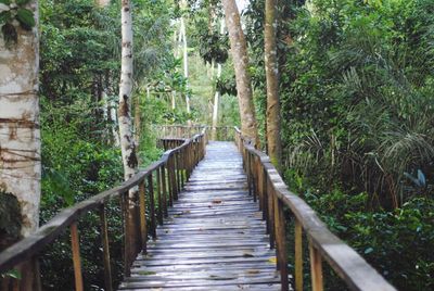 Boardwalk amidst trees in forest