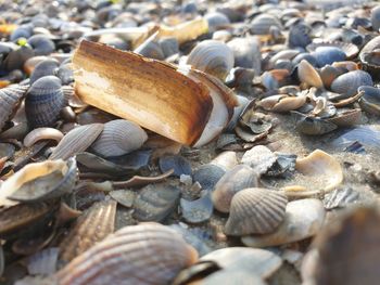 Close-up of seashells on pebbles