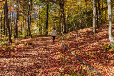 Rear view of man walking in forest