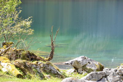 Close-up of rock by lake