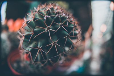 Close-up of succulent plant