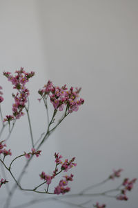 Low angle view of pink flowering plant against clear sky