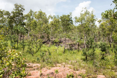 Scenic view of forest against sky