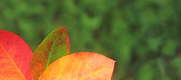 Close-up of autumnal leaves against blurred background